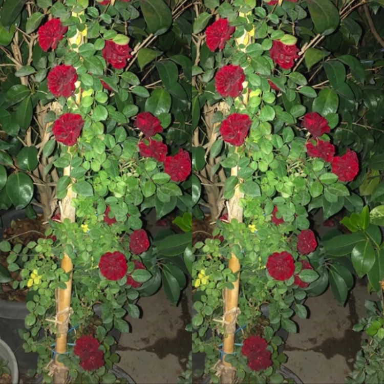 رز رونده قرمز