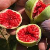 نهال انجیر سبز