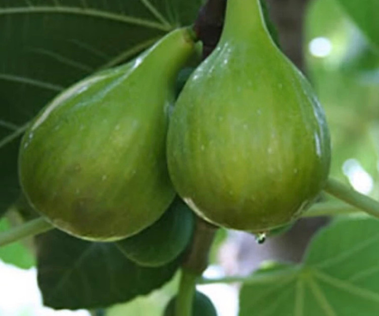 انجیر سبز گلدانی