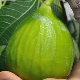 نهال انجیر تو سرخ و خندان