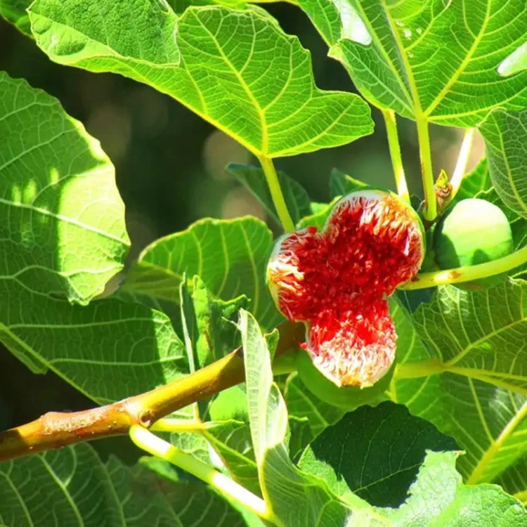 نهال انجیر سبز مقاوم