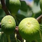 انجیر سبز چند ساله