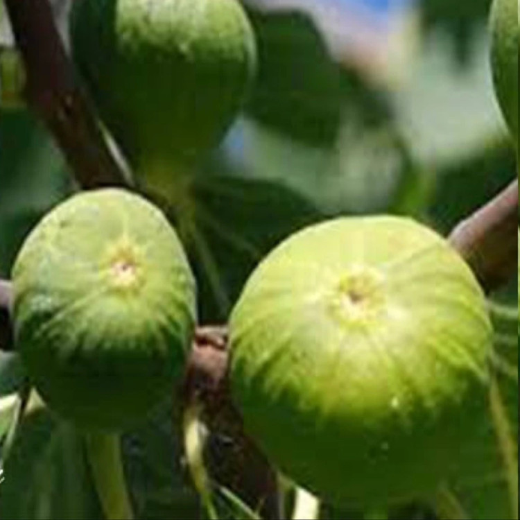 انجیر سبز چند ساله