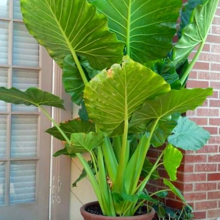 گل بابا ادم سایز بزرگ