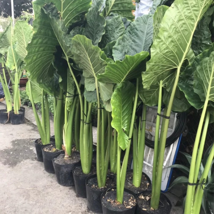 گل بابا ادم پرفروش