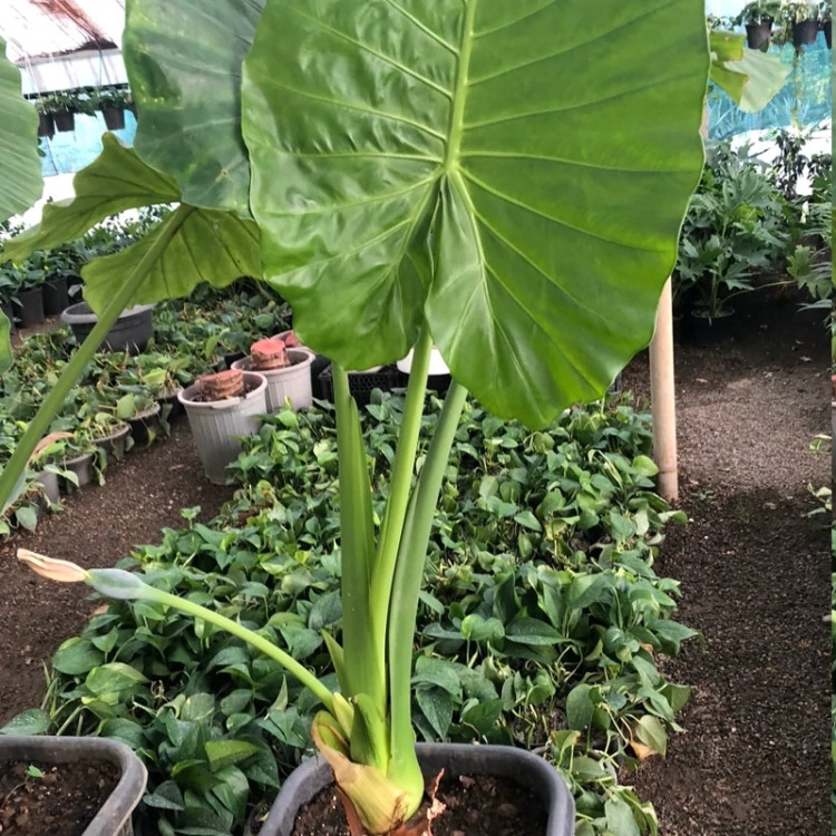 بابا ادم گل خانگی