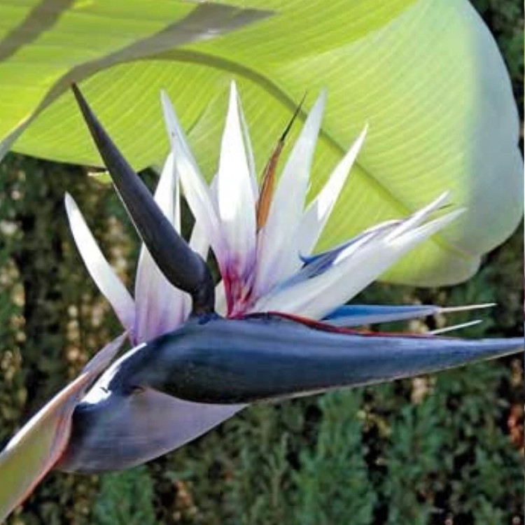 گل پرنده بهشتی سفید