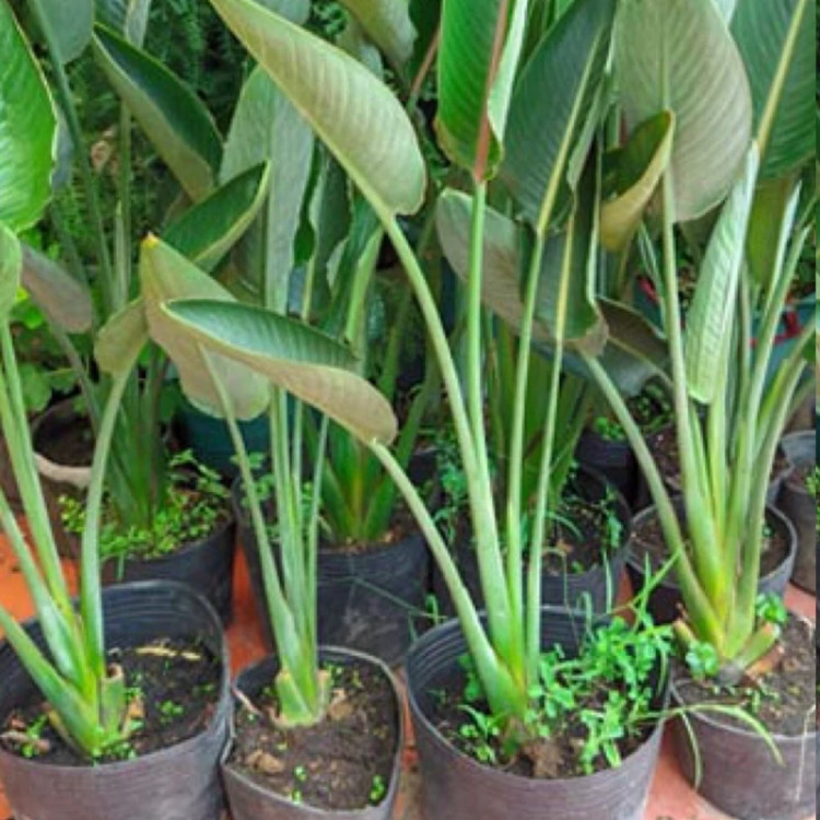 گلی زیبا!پرنده بهشتی