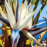 پرنده بهشتی سفید پرطرفدار