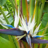 پرنده بهشتی سفید خاص