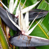 گلی از خود بهشت