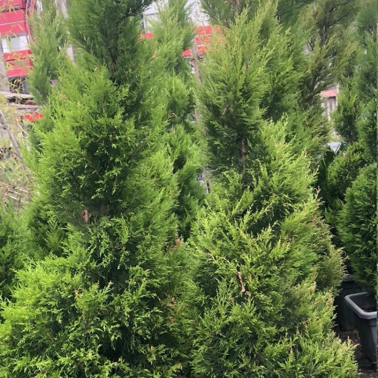 کاج پیچی Lawson's Pine Seedling Spiral