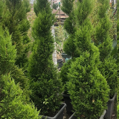 کاج لاوسون مارپیچ