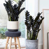 گل زاموفیلیا سیاه