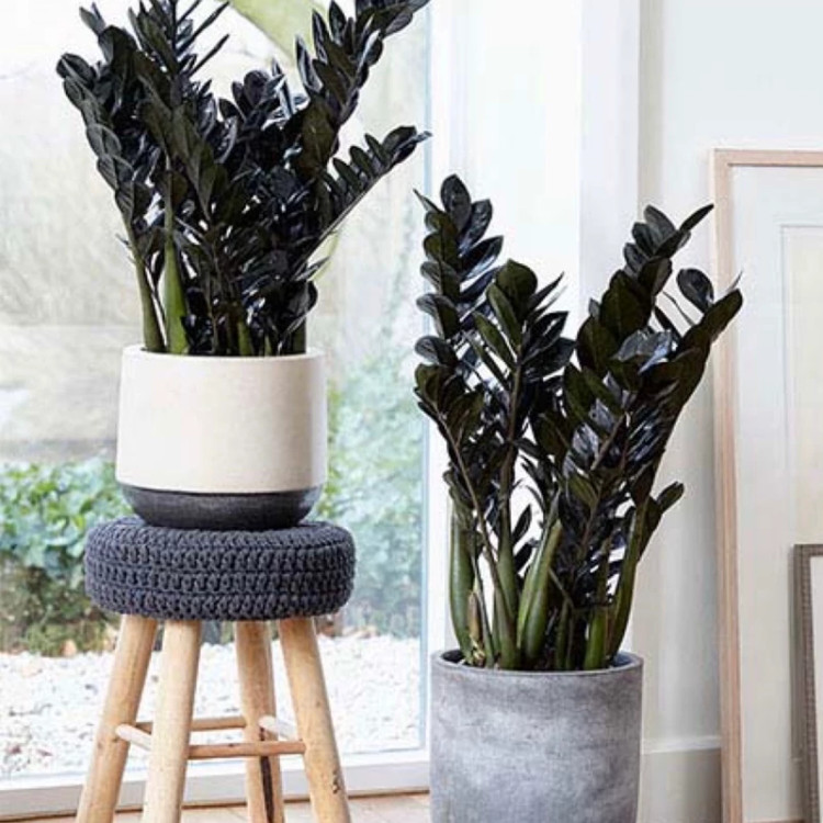 گل زاموفیلیا سیاه