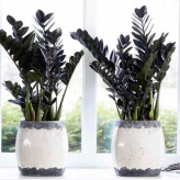 زاموفیلیا بلک