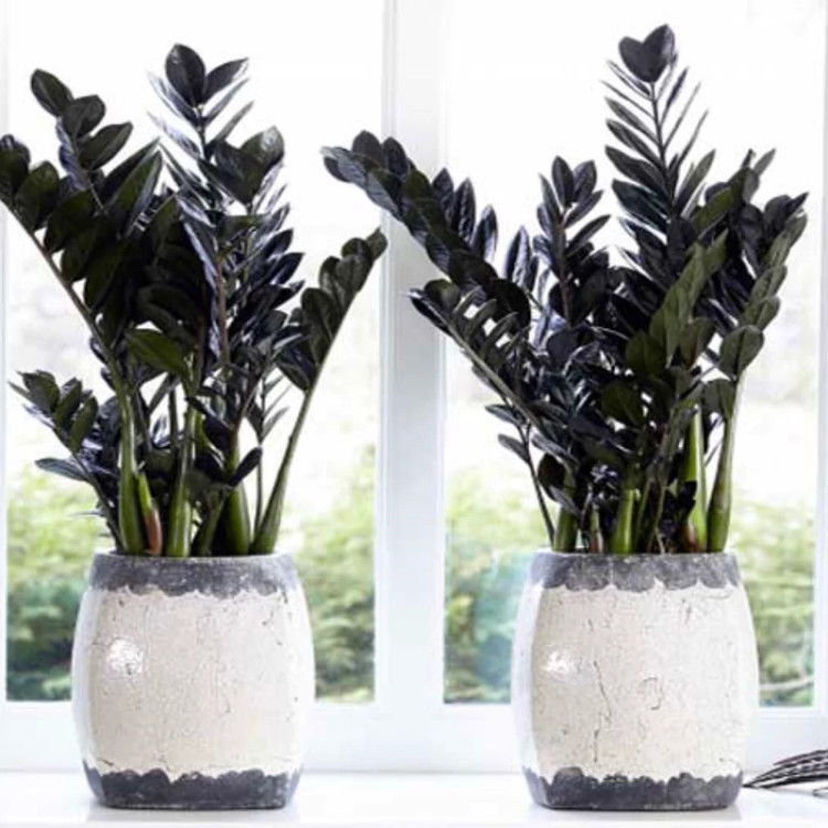 زاموفیلیا بلک