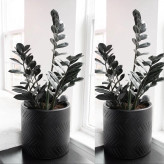 زاموفیلیا غول پیکر