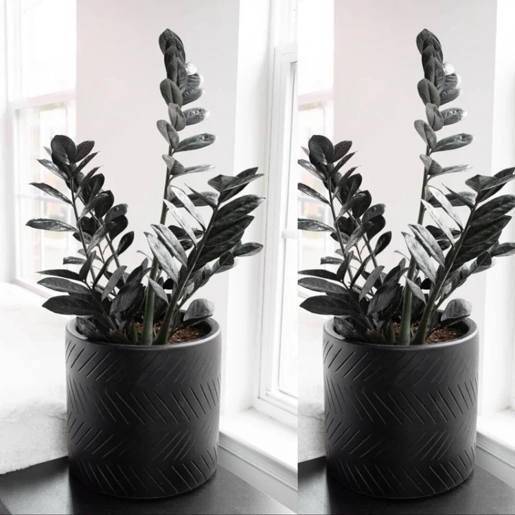 زاموفیلیا غول پیکر