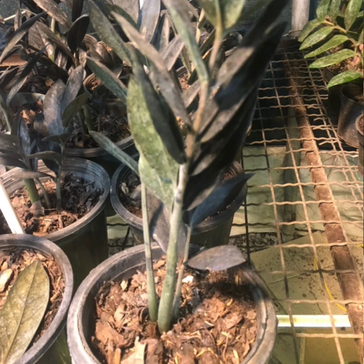 زاموفیلیا مشکی