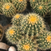 کاکتوس اچینو زیبا