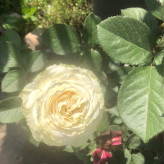 گل رز پرپر سفید