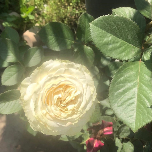 گل رز پرپر سفید