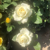 گل ژولیت ایرانی