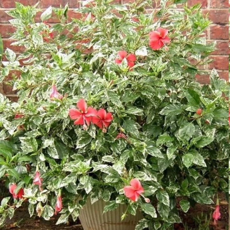 ختمی چینی و خاص