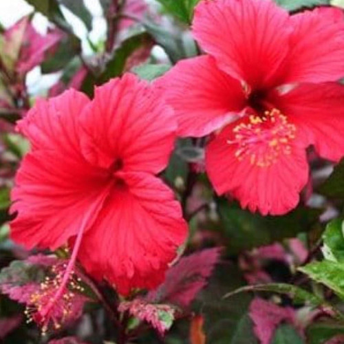 گل ختمی ابلق