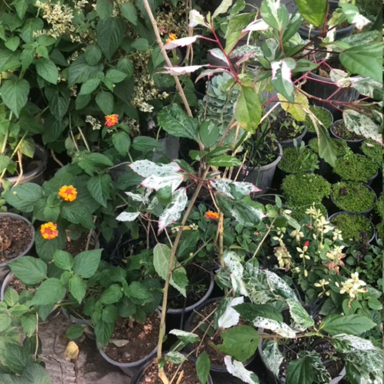 گل ختمی آذرنهال سبز