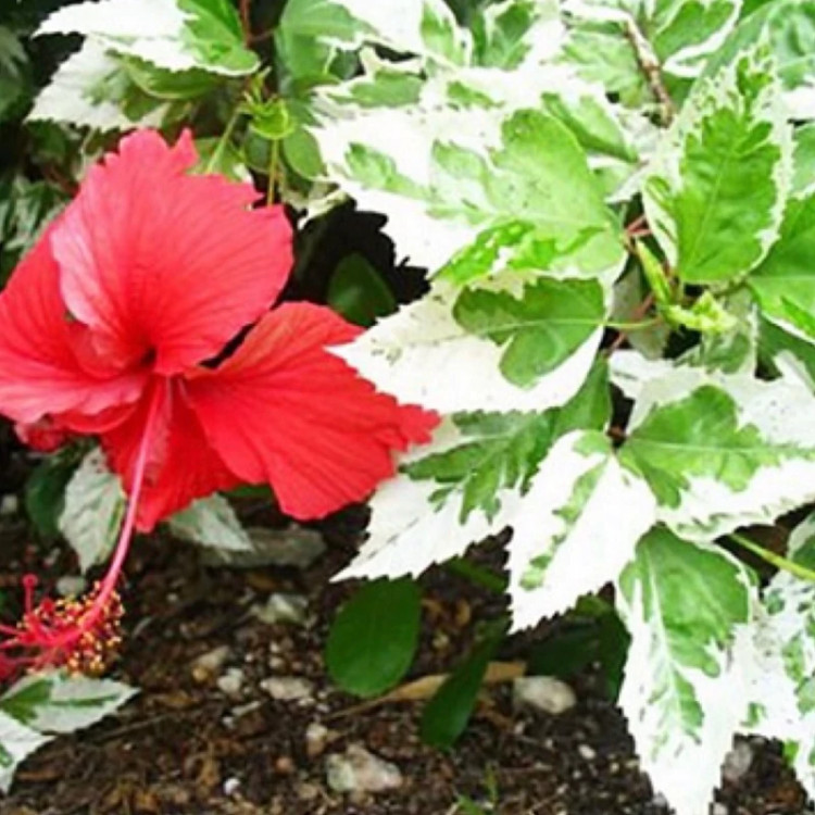 گل ختمی درمانی