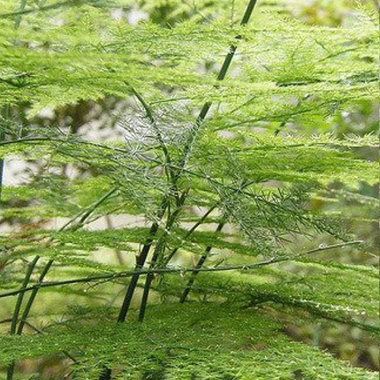 گل ابری آذرنهال سبز