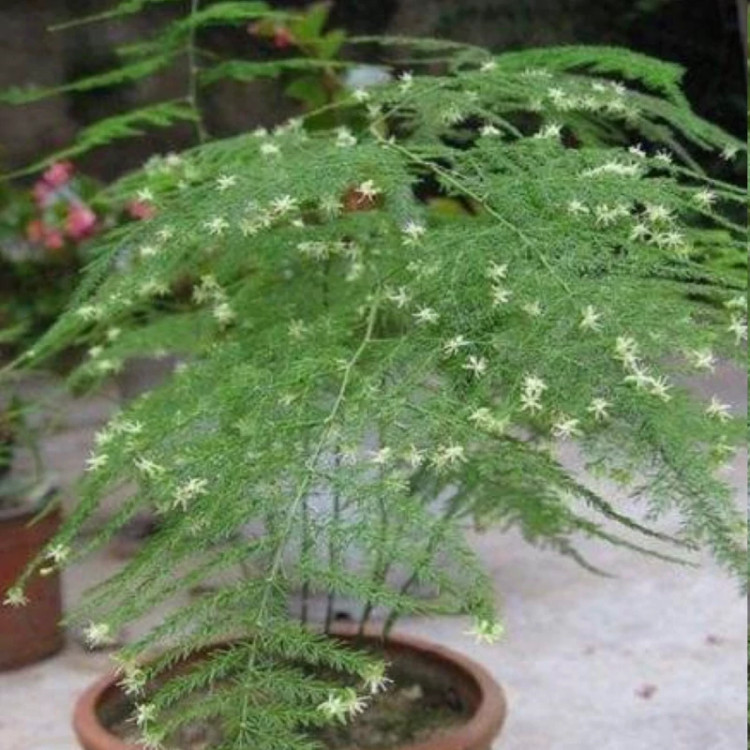 گل ابری خاص