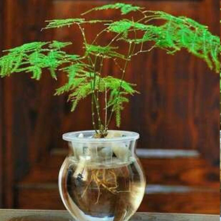 گل ابری سایز بزرگ