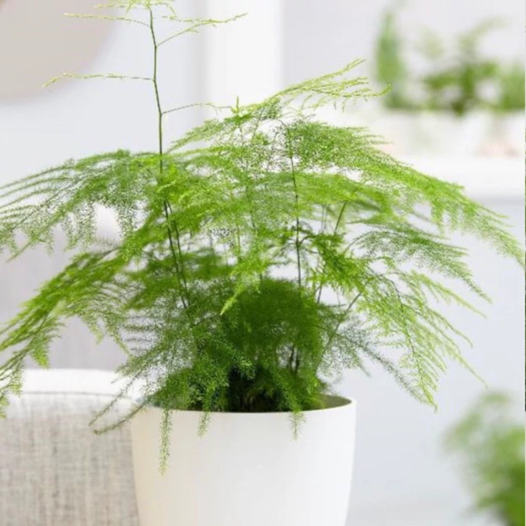 گل ابری بزرگ