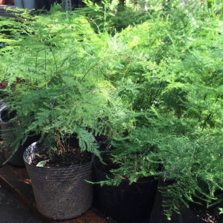 گل ابری ارسال سریع