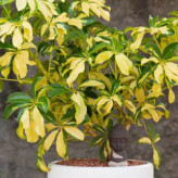 نهال شفلرا طلایی