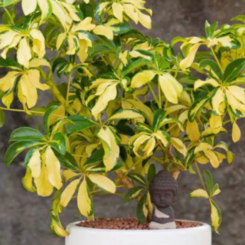 نهال شفلرا طلایی