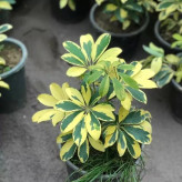 گل شفلرا خوش رنگ