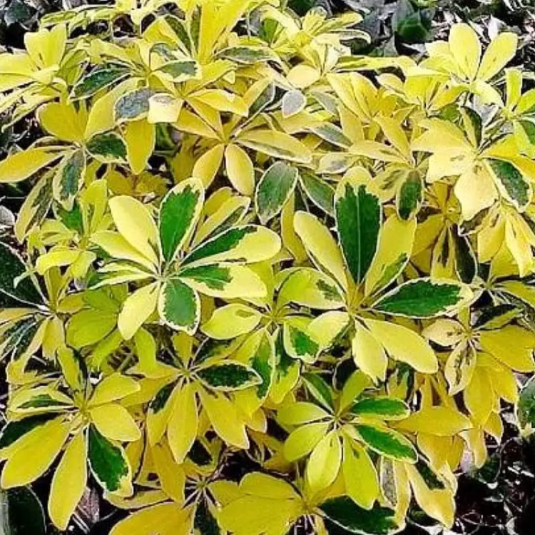 نهال شفلرا طلایی پرفروش