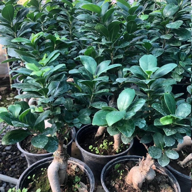 نهال بونسای فیکوس