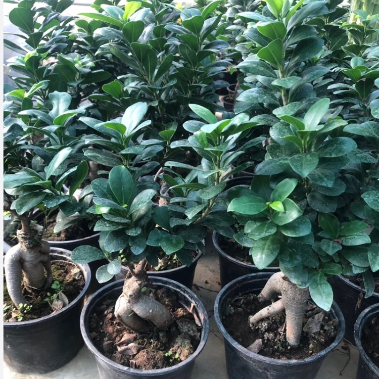 گل بونسای فیکوس