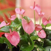 گل آنتوریم صورتی