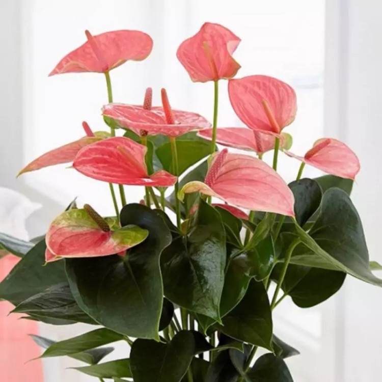 آنتوریم گلی زیبا