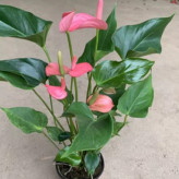 آنتوریم سایز بزرگ