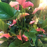 آنتوریم خاص و زیبا