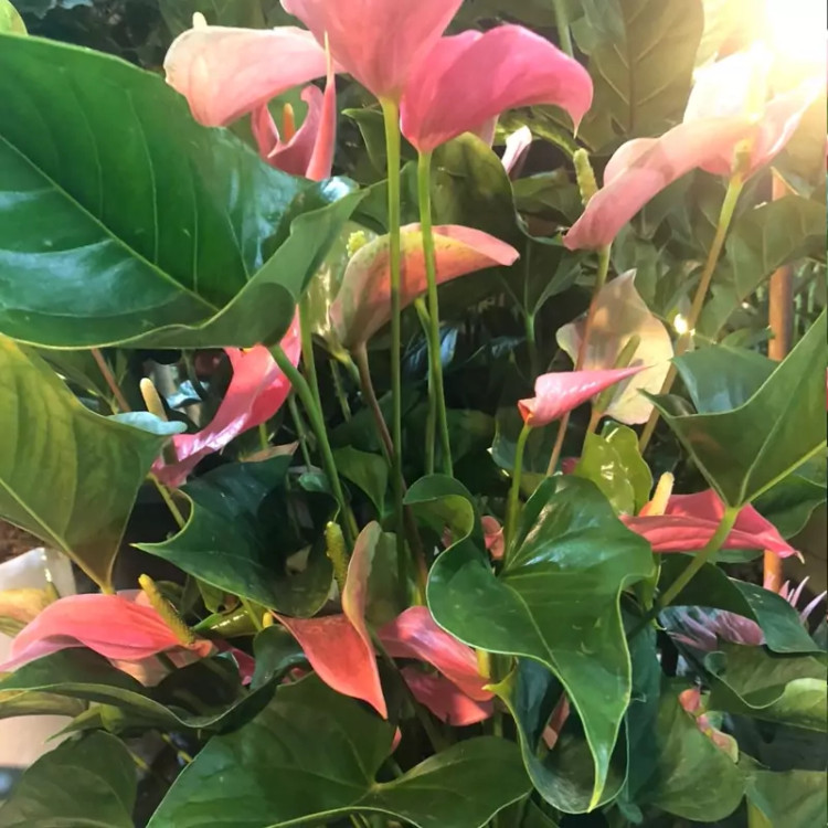 آنتوریم خاص و زیبا