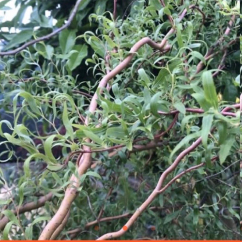 نهال بید فری خاص و زیبا