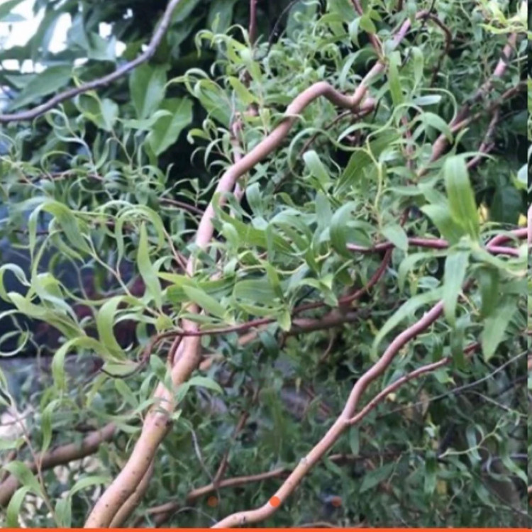 نهال بید فری خاص و زیبا